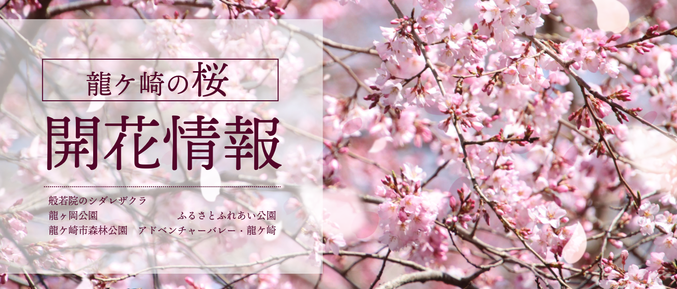 龍ケ崎の桜「開花情報」般若院のシダレザクラ・龍ヶ岡公園・ふるさとふれあい公園・龍ケ崎市森林公園