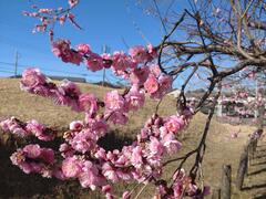校庭　梅の花
