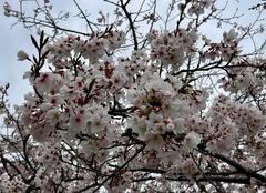 4月1日 ふれあい公園の花