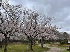 4月1日ふれあい公園全体