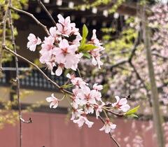 4月1日般若院シダレザクラ