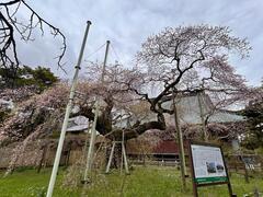 4月1日般若院シダレザクラ全体