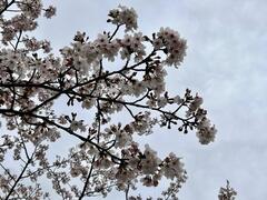 4月1日龍ヶ岡公園の花