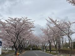 4月1日龍ヶ岡公園桜並木
