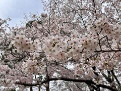 4月1日森林公園の花