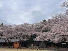 4月1日森林公園 全体