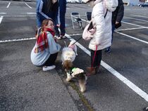 子犬のクレートトレーニング