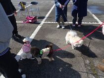 子犬のクレートトレーニング