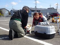 子犬のクレートトレーニング