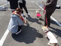 子犬のクレートトレーニング