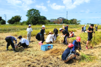 横田農場田んぼの学校